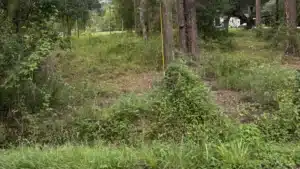 Overgrown brush and trees on a property before land clearing